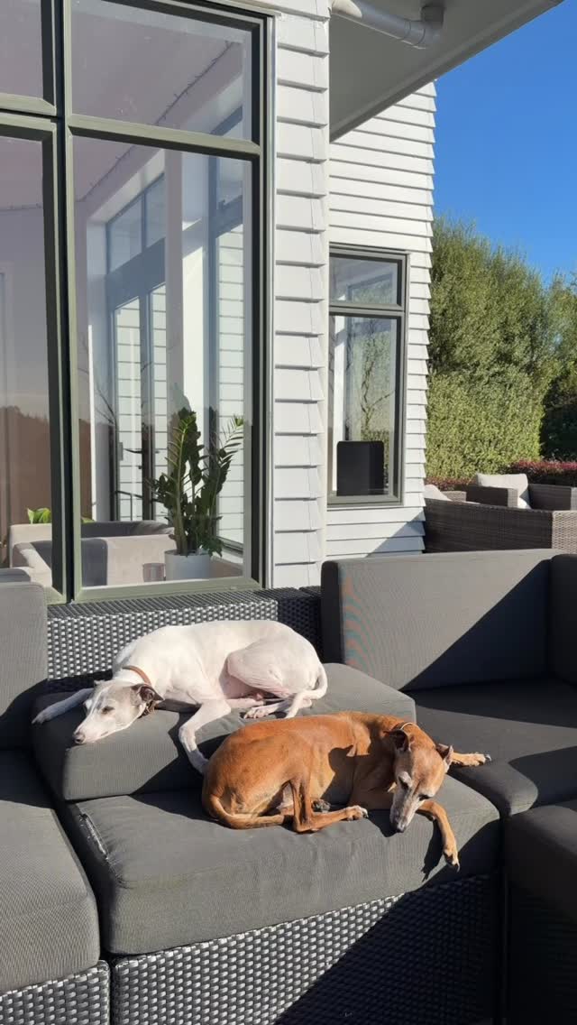 Sorry I was late, I was just recharging my Iggies 🐶🐾🐶🐾☀️
#italiangreyhounds #sunbaking #solarpowered #furbabies #italiangreyhoundsofinstagram