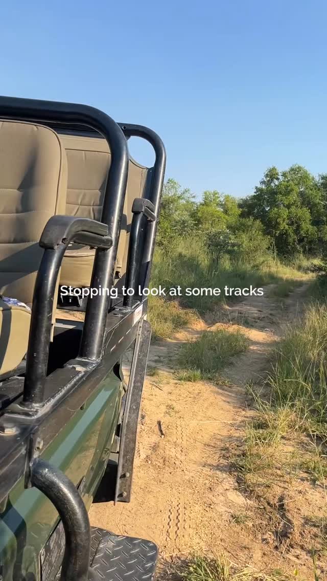 @vivve._ teaching us some interesting ways to look at tracks mid game drive.
This is what makes a game drive memorable!
Do you also enjoy learning interesting things rather than just rushing from sighting to sighting?