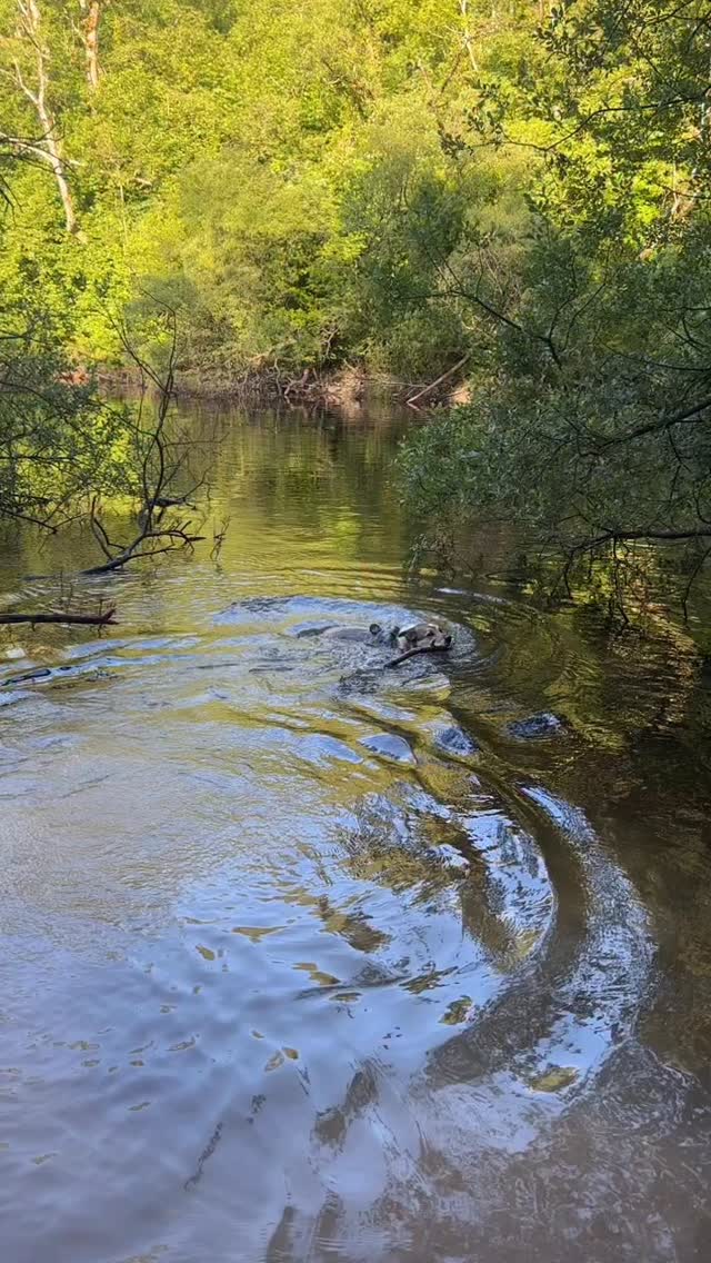 Sometimes we incorporate a swim in the turlough with my morning run ( Wren, not me!)
This is the only one outside of Ireland, fed entirely by underground water ❤️
