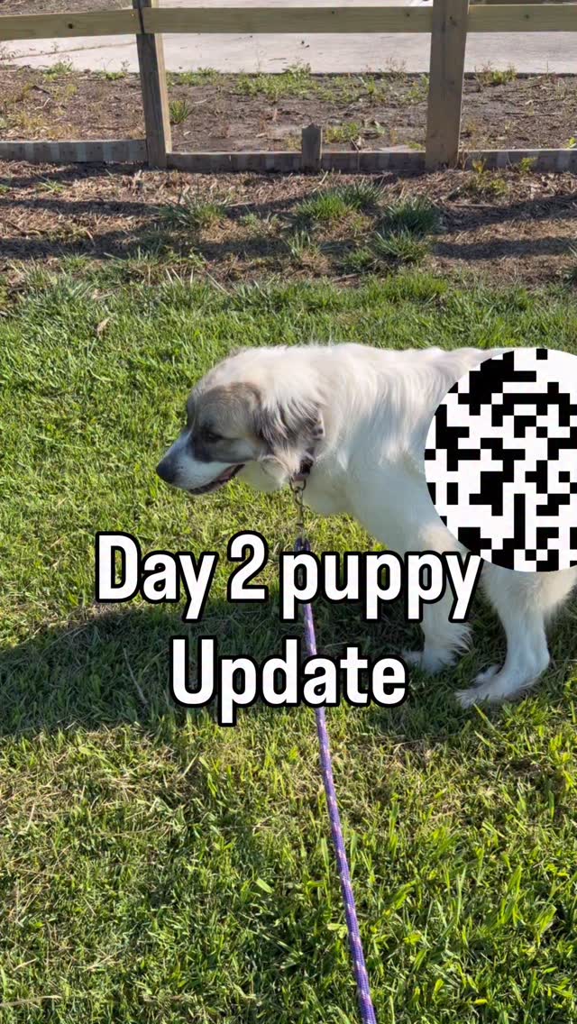 Day 2 update! Mom is the 💩, the bulldog 🐶 is emotionally supportive to her homegirl. Puppies are staring to look less like 🐀 and the heating pad is definitely a major key. 😊