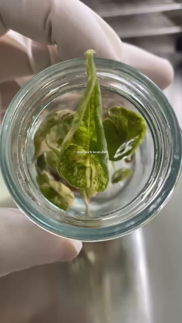 Fresh batch of Azlanii aureas 🐣
#alocasiaazlaniiaureavariegated #alocasialover #rareplantstissueculture