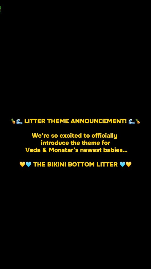 🍍🌊 LITTER THEME ANNOUNCEMENT! 🌊🍍
We’re so excited to officially introduce the theme for Vada & Monstar’s newest babies…
💛🩵 THE BIKINI BOTTOM LITTER 🩵💛
Inspired by one of our favorite underwater worlds, these little sea pups will soon be receiving their temporary “Bikini Bottom” names! 🐾🌊🍔
Stay tuned as we introduce each baby and reveal their individual theme names over the coming days. We can’t wait to share their journey with all of you! 💙
🐾 Vada × Monstar
🐾 2 Girls • 3 Boys
🐾 Born June 2026
🐾 Waters Edge French Bulldogs
Disclaimer: This litter theme is for fun and creative naming purposes only. Waters Edge French Bulldogs is not affiliated with, sponsored by, or endorsed by Nickelodeon, SpongeBob SquarePants, Burger King, or any related trademarks.
#WatersEdgeFrenchBulldogs #BikiniBottomLitter #FrenchBulldogPuppies #VadaAndMonstar #PuppyThemeReveal