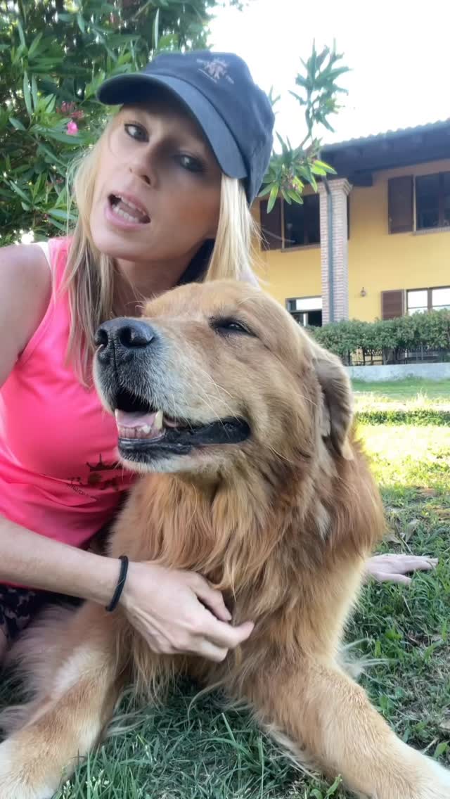 Una gioia a 4 zampe 🐾🥰🇺🇸❤️…#americangoldenretriever #goldenretriever #goldenamericano #cuccioligoldenretriever