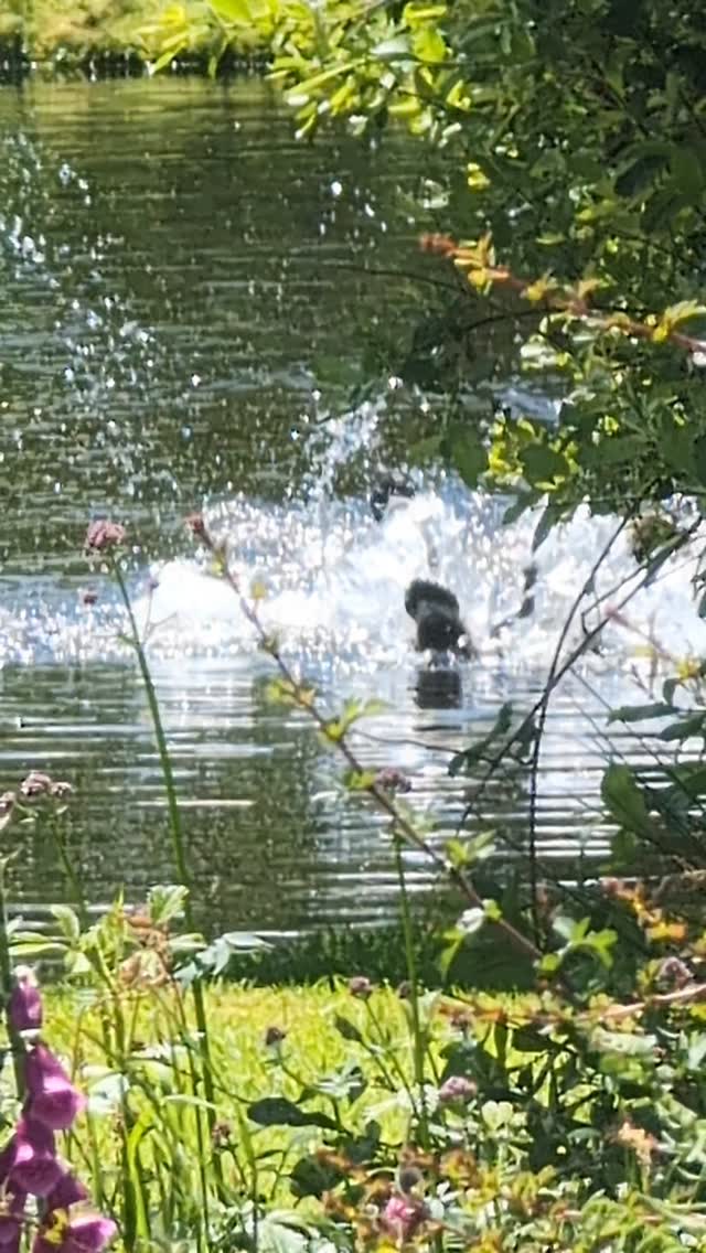 POV: You've checked into the lake's most exclusive all-inclusive resort 🐥💦
No emails. No deadlines. Just swimming, snacking, and causing mild chaos.
#holidaycottage #staycationuk #gosling #escapetothecountry #hiddengem