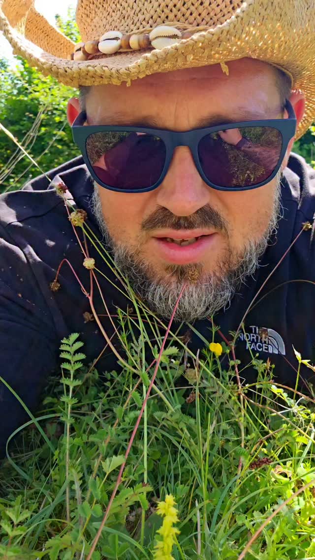 I love Orchid season!!!
@hantsiwwildlife Noar Hill is absolutely alive right now!! Laid in the grass in had 6 Orchids in one small view point. Musk Orchids were todays target and we enjoyed them in profusion! @danmoles I cant thank you enough for some guidance when our usual slope was barren!
Amazing to meet a family out looking for Musk orchids too. We had a great chat about all 4 of our kids and how rare it is to see kids so into nature. I said that if they saw my IG community like @benjaminfallow. @naturetasticwh and @mustelid_man they might change their minds.
Kids deserve nature and the announcement about the Natural History GCSE that @marycolwell1 and @carolinelucasbrighton have worked so so hard to bring to fruition is such a game changer. Hopefully our nature deficit disorder will be phased out from now on!!
#muskorchids #natureforall #natureinspires #Orchids #noticenature