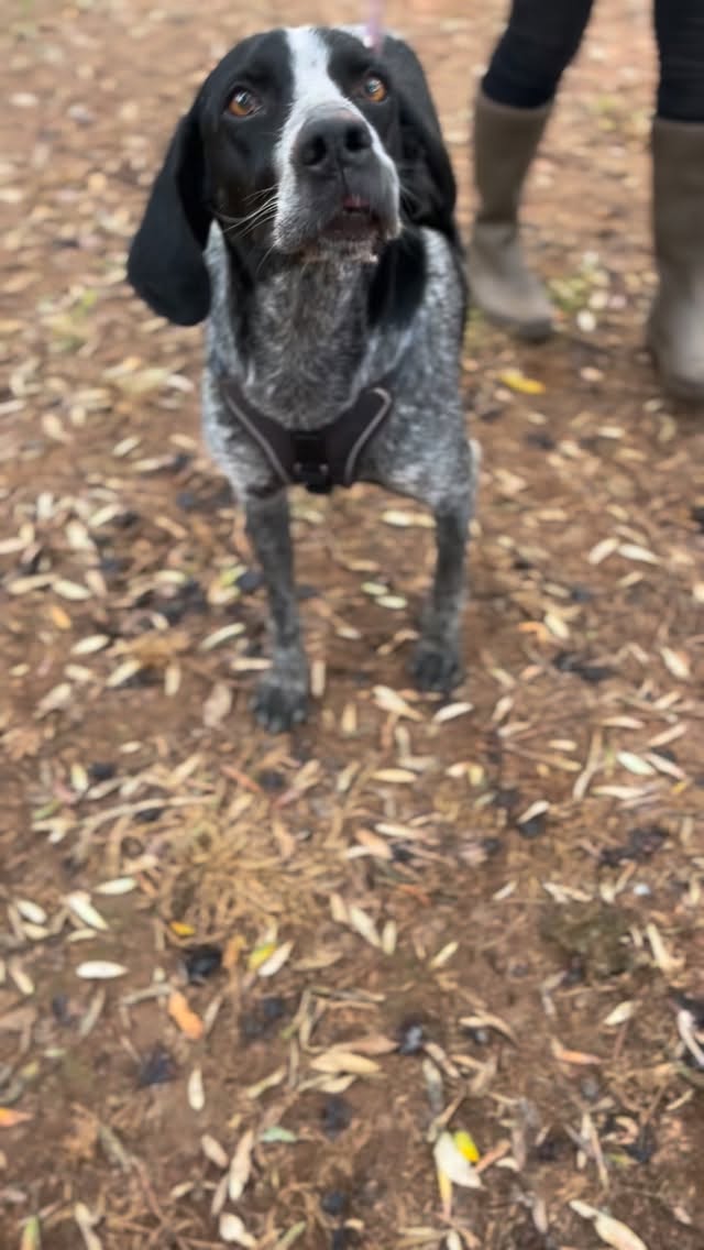 POV: Sooty looks at you like this... and suddenly you’re filling out an adoption application. 🥹❤️
This sweet boy is ready to find his forever family.
Could it be you?
#sootyTheDog #melezdogrescue #RescueDog #DogLover