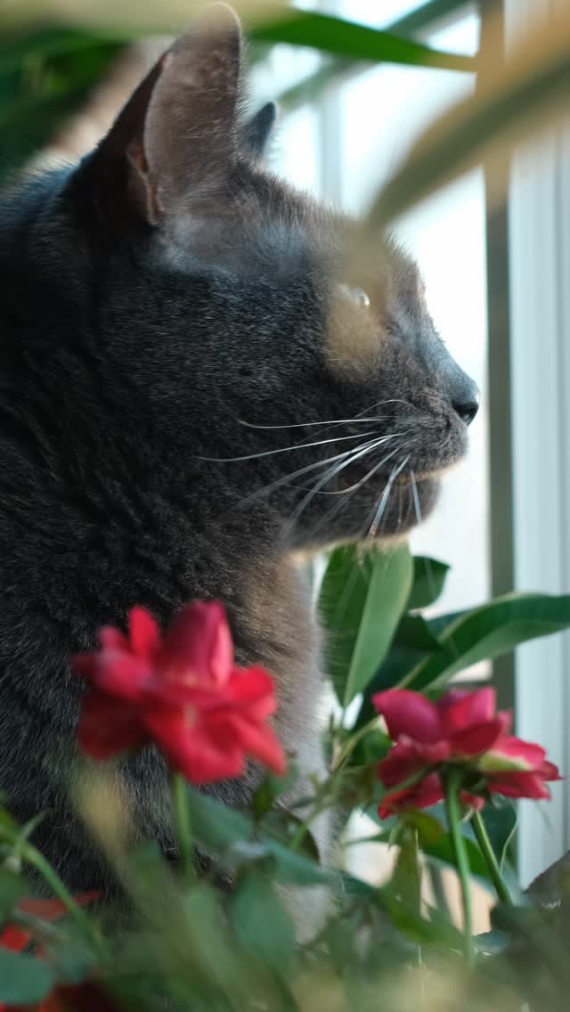 🌧️ Rainy days are cozy but monsoons can also bring humidity, fleas, and hygiene challenges for cats.
A little extra grooming can go a long way in keeping your feline friend healthy and comfortable.
🐱 Brush regularly
👂 Check ears often
✨ Maintain litter hygiene
🦟 Watch for fleas & ticks
🛏️ Keep bedding fresh and dry
Because a comfortable cat is a happy cat. 💛
#MightyFurries #CatCare #CatParents #CatGrooming #MonsoonCare