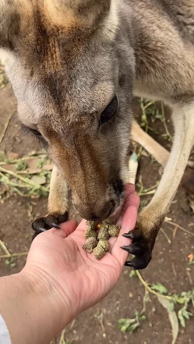 Visited a most pleasantly surprising place today, about 30km from Adelaide in the Adelaide Hills. Gorge Wildlife Park is a popular family-owned wildlife sanctuary Established in 1965. So many of the beautiful birds and animals were just there, so close you could feed them. A unique experience to be sure!