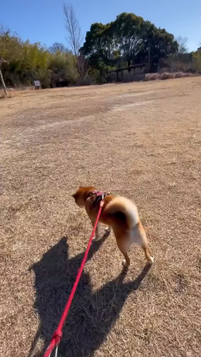 素敵なお名前の柴犬、寿太郎君(じゅたろう🦮)
飼い主さまのご病気により、お散歩が難しくなったことをきっかけにご依頼いただきました。
通常のお散歩のみコースは30分ですが、
元気いっぱいの寿太郎君には30分では少し物足りない様子🤭
その子の性格や体力に合わせて、
今回は60分コースでたっぷりお散歩♪
たくさん走って🏃♀️💨
しっかり歩いて🐾
「お手」「おかわり」「待て」など、外でもできる範囲でちょこっとトレーニングも✨
私にできることは限られていますが、
その子に合わせてプランを変えてます😃
💕寿太郎君、走った後のキリッとしたお顔も可愛いのですが…
「まだ帰らないよね?」と見上げてくれるお顔には毎回負けそうになります🤭💕
たくさん頑張ったね✨
寿太郎君、お散歩お疲れさま🐕🐾