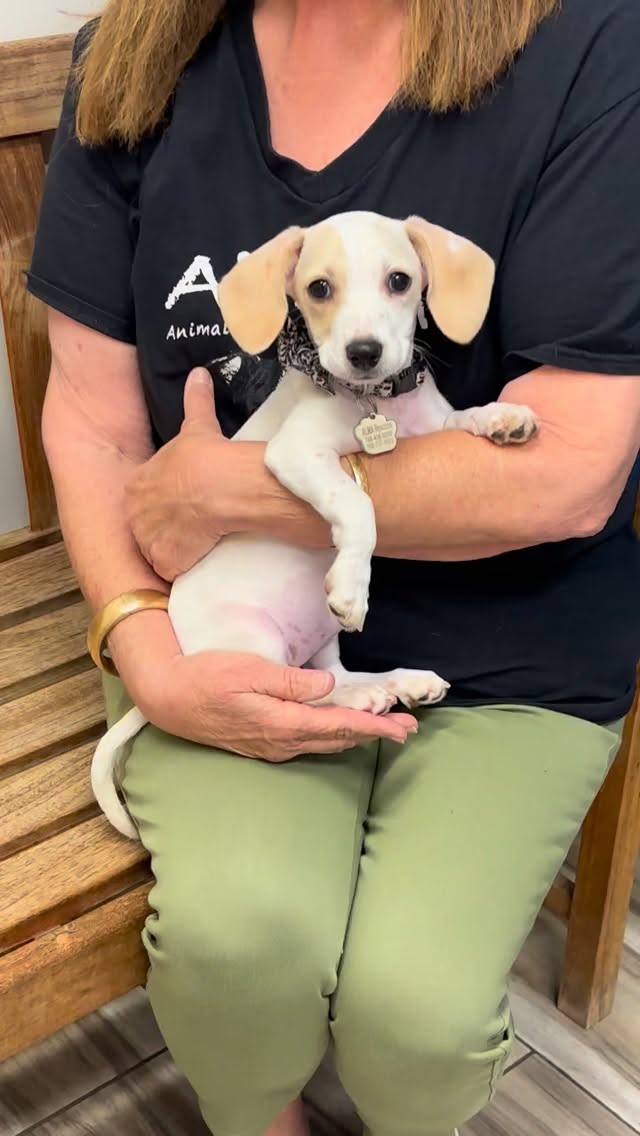 🔥 PUPPY FEVER! 🔥
Stop by our ADOPTION EVENT this Saturday, June 13th at the @cardiff_farmers_market from 10am-2pm
We'll have 7 adorable, sweet & well socialized little rescue puppies ranging in age from 3.5 months to 6 months.
All small breed pups, thoroughly medically vetted, vaccinated & sterilized, just waiting for their Forever Homes! 🧡💛🧡
#adoptdontshop #cardifffarmersmarket #adoptarescuepuppy #ouppies #almarescue