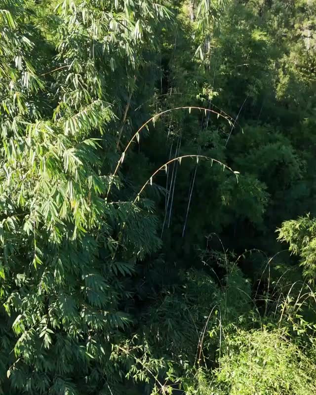 ๐ฟ A RELAXING WALK THROUGH OUR BAMBOO FOREST ๐ฟ
Step away from the noise and take a slow, peaceful walk through our Bamboo Forest.
Itโs the perfect place to reset, breathe deeply, and reconnect with the outdoors ๐ฑ
Weโd love to see you down here soon ๐