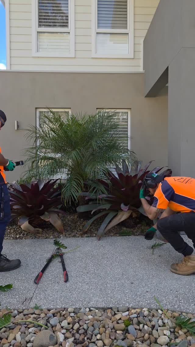 Watch 7 seconds of this tropical garden tidy up before you realise you need bromeliads and palms in your life 😍🌿
#tropical #timelapse #gardening #australia #sydney