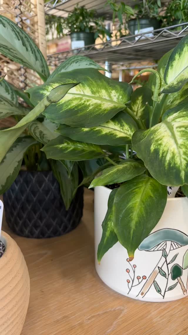 Proof that plants and pretty pots are the perfect match. 🌿✨ Which combo is your favorite?