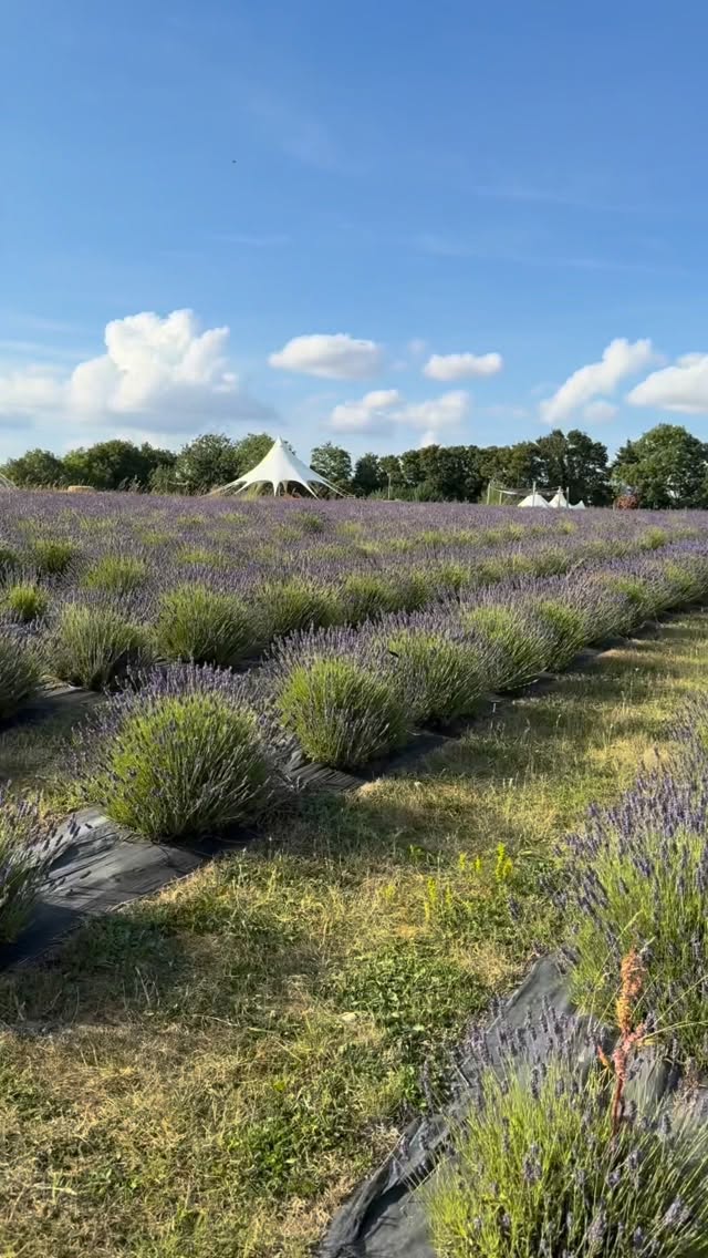 Two Magical Evenings at the Lavender Fields This June 💜
I am so excited to be returning to the beautiful Lavender Fields this June for two very special evenings of healing, connection and relaxation.
There is something truly magical about gathering amongst the lavender as the sun begins to set. Grounded beneath your feet and surrounded by rows of beautiful lavender stretching across the fields, it is a chance to reconnect with nature, yourself and the present moment. The scent, the peaceful surroundings and the calming energy create the perfect space to slow down, breathe deeply and simply be 💜
🌿13th June - Stress Relief & Nervous System Reset with Rachel @iamrachelmckenzie
I am delighted to be welcoming Rachel, who is flying all the way from California to join us.
Rachel is trained in a range of healing modalities including Spinal Energetics, Spinal Flow, Reiki, Somatic Breathwork and nervous system regulation techniques. Together we have created an evening designed to help release stress, calm the nervous system and bring the body back into balance.
This is an opportunity to step away from the demands of everyday life, reconnect with yourself and give your body and mind the space they need to reset, recharge and restore.
🌕 28th June - Strawberry Full Moon Lavender Experience
Join me beneath the beautiful Strawberry Full Moon for an evening of reflection, release & intention setting.
Working with guided journaling and carefully selected full moon crystals, we will explore what we are ready to let go of, release energies that no longer serve us and create space for new opportunities, growth & alignment.
The Strawberry Full Moon is a powerful time for completion, clarity and transformation, making it the perfect opportunity to reconnect with your inner wisdom whilst surrounded by the beauty of the lavender fields.
I absolutely love hosting these events and cannot wait to return to this stunning setting once again.
I look forward to sharing these magical evenings with you 💜
You can book on the website or on the bio above for more event details ✨
Any questions, please DM 💛
Natasha
#LavenderFields #nervoussystemreset #CrystalHea