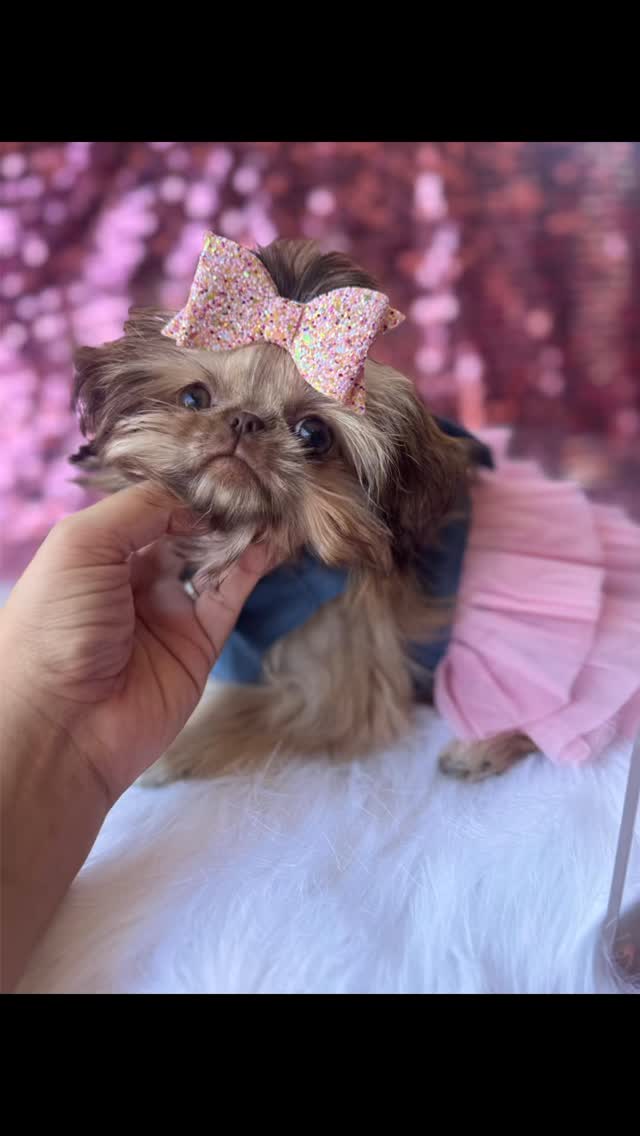Small enough to fit in your hands, precious enough to fill your heart. 💕✨
#ShihTzu #ShihTzuLove #ShihTzuPuppy #ShihTzuLife #ShihTzuWorld
www.luxuriousshihtzu.com
✈️ Shipping Available
📍Los Angeles, CA