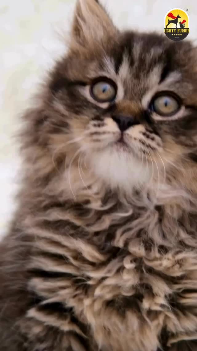 Is your cat gaining a little extra fluff… or is it extra weight? 🐱⚖️
A healthy weight is one of the most important factors in keeping your cat active, comfortable, and healthy for years to come. While those extra chubby cheeks may look adorable, excess weight can increase the risk of health issues such as diabetes, joint problems, heart disease, and reduced mobility. 🐾
Weight management doesn’t mean feeding less — it means feeding right. 💙
Here are a few simple tips:
🐱 Follow portion-controlled feeding
🍽️ Choose a balanced, age-appropriate diet
🎾 Encourage daily play and exercise
⚖️ Monitor weight regularly
💧 Ensure proper hydration
Remember, every cat is different. Their ideal weight depends on age, breed, activity level, and overall health.
A healthy cat is a happier, more energetic cat — ready for more zoomies, playtime, and cuddles. ✨🐾
Need help choosing the right food or nutrition plan for your feline friend? Visit Mighty Furries and let our team guide you. 💙
📍 Mighty Furries – Premium Pet Store & Grooming Center
📞 089284 84878
#MightyFurries #CatCare #CatWeightManagement #HealthyCats #PetNutrition