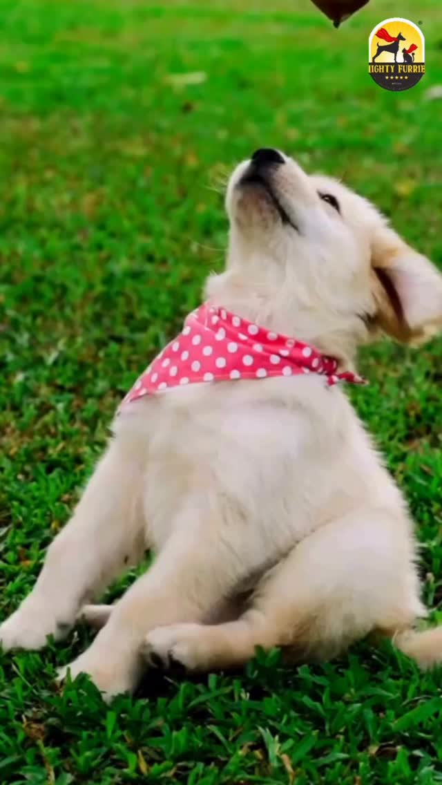 We all want the best for our dogs — but sometimes, even with the best intentions, pet parents can make mistakes that affect their furry friend’s health and happiness. 🐶💙
Here are a few common dog care mistakes to avoid:
❌ Overfeeding treats and table scraps
❌ Skipping regular exercise and playtime
❌ Ignoring dental care
❌ Missing grooming and hygiene routines
❌ Not providing enough mental stimulation
❌ Overlooking changes in behaviour or appetite
The good news? Most of these are easy to fix with a little awareness and consistency. 🐾✨
A healthy dog isn’t just about good food — it’s about proper care, exercise, grooming, routine, and lots of love. ❤️
Small changes in your daily routine can make a huge difference in your dog’s overall well-being, helping them stay active, healthy, and happy for years to come.
Because great pet care starts with informed pet parents. 🐶🐾💙
📍 Mighty Furries – Premium Pet Store & Grooming Center
📞 089284 84878
#MightyFurries #DogCare #PetCareTips #DogParents #HealthyDogs