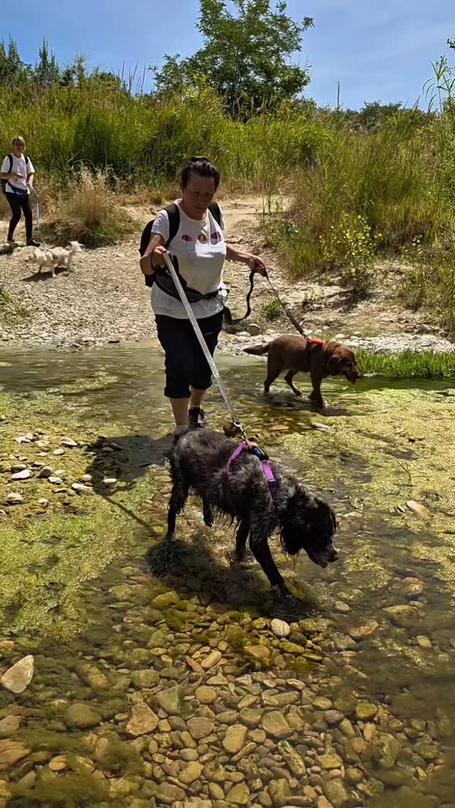 Chi si è perso il trekking di oggi? 😜🐾
Una mattinata all'aria aperta insieme ai nostri cani, tra passeggiate, esplorazione e buona compagnia.
Grazie a tutti i partecipanti! 😊
#psicomotricitàa4zampe #seizampe #attivitàpercani #benesseredelcane #canirimini