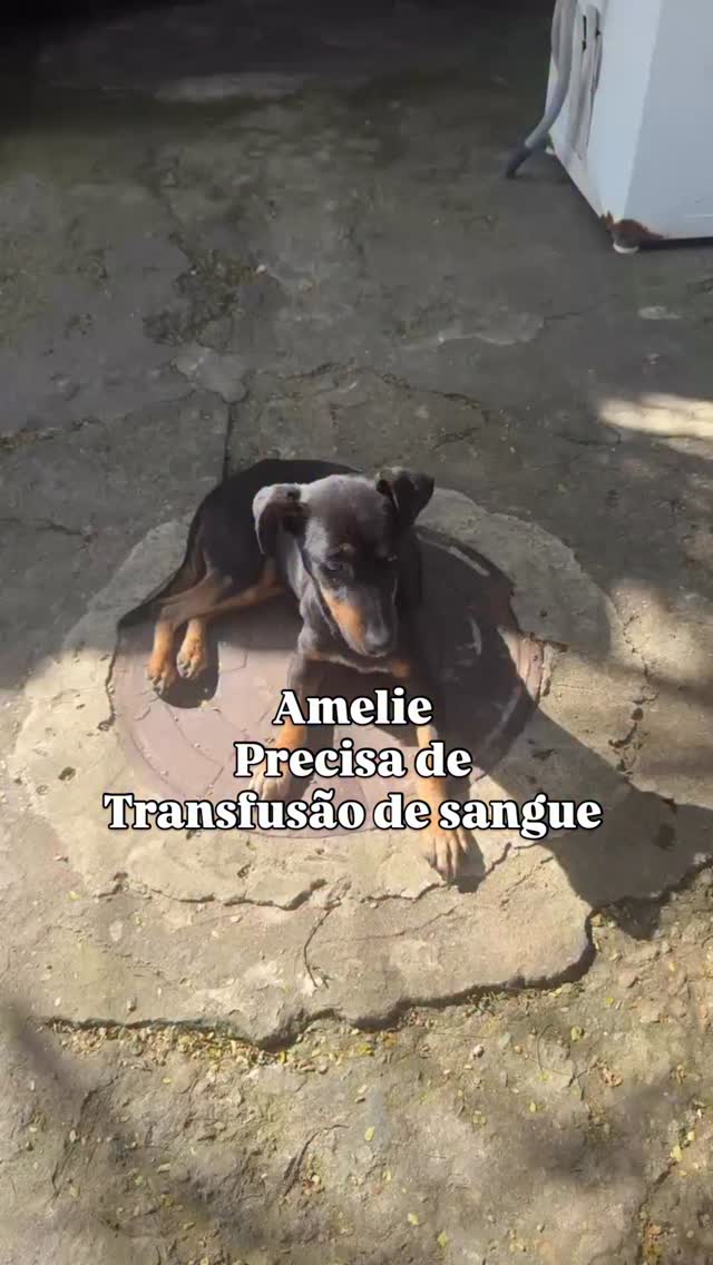 Caso de vida ou morte. Amelie precisa de uma transfusão de Sangue com urgência.
Ontem fui até à praia da Brisa para ver como estavam os animais após a ação da Ordem Pública.
Amelie estava lá , sangrando pelo nariz
Todo mundo acha nosso trabalho lindo e importante, mas quantos param pra pensar que esse trabalho só sobrevive se cada amigo doar um centavo que seja?
A vida da Amelie está nas mãos de todos nós, de cada um que passar por aqui…
Ela só receberá a bolsa de sangue após o pagamento dos 780,00
Vamos juntos amigos?