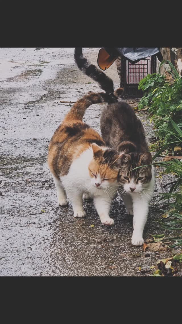 Urlaub auf Skopelos â und dabei ganz nebenbei StraĂenkatzen helfen? Ja, das geht. Und oft sind es die kleinen Dinge, die einen groĂen Unterschied machen!
In Skopelos Town bzw mittlerweile weit verbreitet gibt es mehrere frei zugĂ€ngliche Futterstellen (Feeder, die nach hartnĂ€ckigen BemĂŒhungen von Natasa/Straycare Skopelos aufgestellt wurden), an denen viele Katzen regelmĂ€Ăig versorgt werden. Gerade in Zeiten, in denen bestehende Strukturen nicht immer zuverlĂ€ssig funktionieren, kann jede zusĂ€tzliche UnterstĂŒtzung helfen.
Was Du tun kannst:
â Kontrolliere, ob ausreichend Wasser vorhanden ist. Leere verschmutzte WassernĂ€pfe aus und fĂŒlle sie mit frischem Wasser auf. Eine kleine Flasche Leitungswasser im Rucksack reicht oft schon aus.
â FĂŒlle bei Bedarf etwas Trockenfutter nach.
â Entferne leere Dosen oder offensichtlichen MĂŒll rund um die Futterstelle.
â Melde uns verletzte oder kranke Katzen, wenn Du Dir unsicher bist, ob ein Tier Hilfe benötigt. Gerne unterstĂŒtzen wir dann dabei, dass das Tier im besten Fall von euch zum Tierarzt gebracht werden kann đ
Wichtig:
Bitte keine groĂen Futtermengen auslegen. Kleine Mengen helfen mehr als ĂŒberfĂŒllte NĂ€pfe. Gerade im Sommer verderben Futterreste schnell, ziehen Insekten an und fĂŒhren dazu, dass Futterstellen verschmutzen.
Bitte legt auĂerdem kein Nassfutter direkt auf dem Boden aus. Das ist unhygienisch, lockt Insekten an und sorgt verstĂ€ndlicherweise immer wieder fĂŒr Ărger.
Wenn Ihr Nassfutter geben möchtet, nutzt bitte die kleinen PortionsschĂ€lchen aus dem Supermarkt. Wartet möglichst, bis die Katze gefressen hat, und entsorgt die Verpackung anschlieĂend wieder. So helft Ihr den Katzen, ohne zusĂ€tzliche Probleme zu verursachen.
Vielleicht bist Du nur fĂŒr eine Woche auf der Insel....aber fĂŒr eine StraĂenkatze kann genau diese Woche einen entscheidenden Unterschied machen. Und es gilt wie immer: wenn jeder nur ein biĂchen macht, dann kann so viel erreicht werden đ«¶
Danke an alle, die mit offenen Augen durch Skopelos gehen und den Tieren ein wenig Aufmerksamkeit schenken.
#strayanimalcare #skopelos #gemeinsamfĂŒrdentierschutz #skopeloscats #greekcats