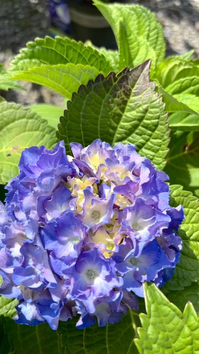 There’s something magical about seeing our hydrangeas begin to bloom! Their beautiful colors are starting to shine, and they’re one of the most loved additions to any landscape.
This is our SECOND year carrying the gorgeous Seaside Serenade® hydrangeas by Monrovia, and if you missed them last year, now is your chance! These beauties completely sold out, and our new inventory is ready to go home with you. With their vibrant blooms and long-lasting color throughout summer and into fall, it’s easy to see why they have become a customer favorite.
We carry a wide variety of hydrangeas to fit every style and space. Pair them with a few of our shrubs and trees, and you can completely transform the look of your home and landscape!
Need a little help bringing your vision to life? We offer delivery, planting, and landscape design services too. Whether you’re tackling a DIY project or want our team to do the heavy lifting, we’re here to help.
Thank you for supporting our small family business. We can’t wait to help you create a landscape you’ll love for years to come. We hope to see you soon! 💚🌿
#landscape #landscapeideas #DIY #LearnWithShayna #summerblooms downrivermi downrivermichigan TaylorMI momlife ShopSmall summertime hydrangeas Monrovia SeasideSerenade floweringshrubs gardendesign curbappeal smallbusiness supportlocal greenhouse nursery landscaping