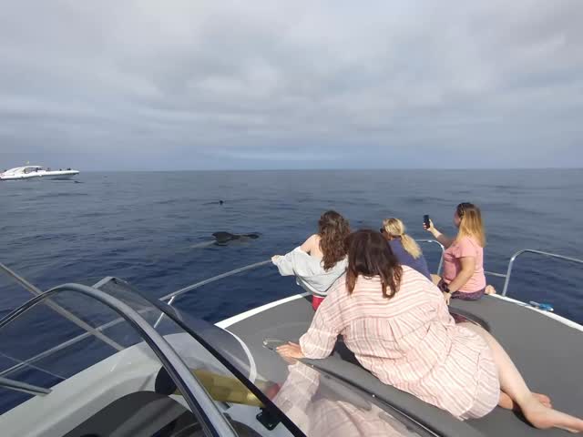 🐋 Tenerife is home to one of the world’s largest resident populations of pilot whales.
Join us and experience the magic of seeing these incredible animals in their natural habitat. 💙🌊 www.bluejacksail.com
#PilotWhales #Tenerife #WhaleWatching #BlueJackSail