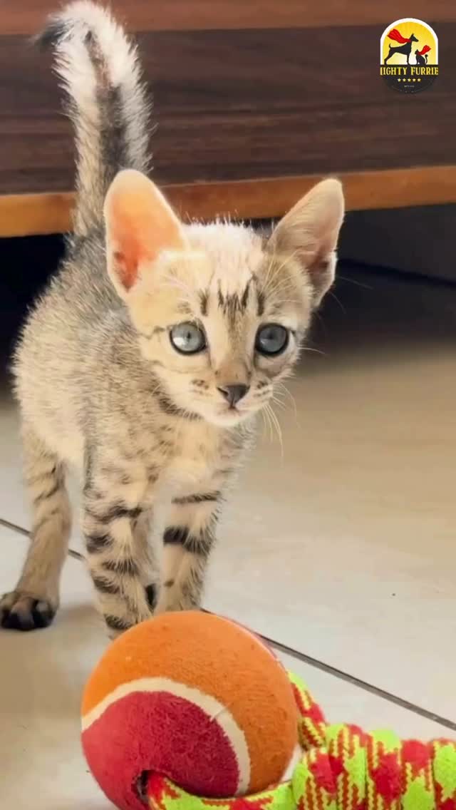 Bringing a kitten home for the first time? Get ready for tiny paws, endless curiosity, and lots of love! 🐱💕
The first few days in a new home can feel overwhelming for a kitten, so creating a safe, comfortable, and stress-free environment is important. 🏡🐾
A few essentials every new kitten parent should keep in mind:
🐱 Set up a quiet space for them to settle in
🍽️ Keep fresh food and water available
🧸 Provide toys and enrichment activities
🚽 Place the litter box in an easily accessible area
💙 Give them time, patience, and plenty of love
Remember, every kitten adjusts at their own pace. Some may explore immediately, while others may need a few days to feel comfortable. The key is to let them settle in naturally and build trust gradually. ✨
A happy start helps create a confident, healthy, and loving companion for years to come. 🐾💙
Thinking of welcoming a kitten into your family? Make sure you’re prepared for the journey ahead! 🐱🏡
📍 Mighty Furries – Premium Pet Store & Grooming Center
📞 089284 84878
#MightyFurries #KittenCare #NewKitten #CatParents #PetCareTips