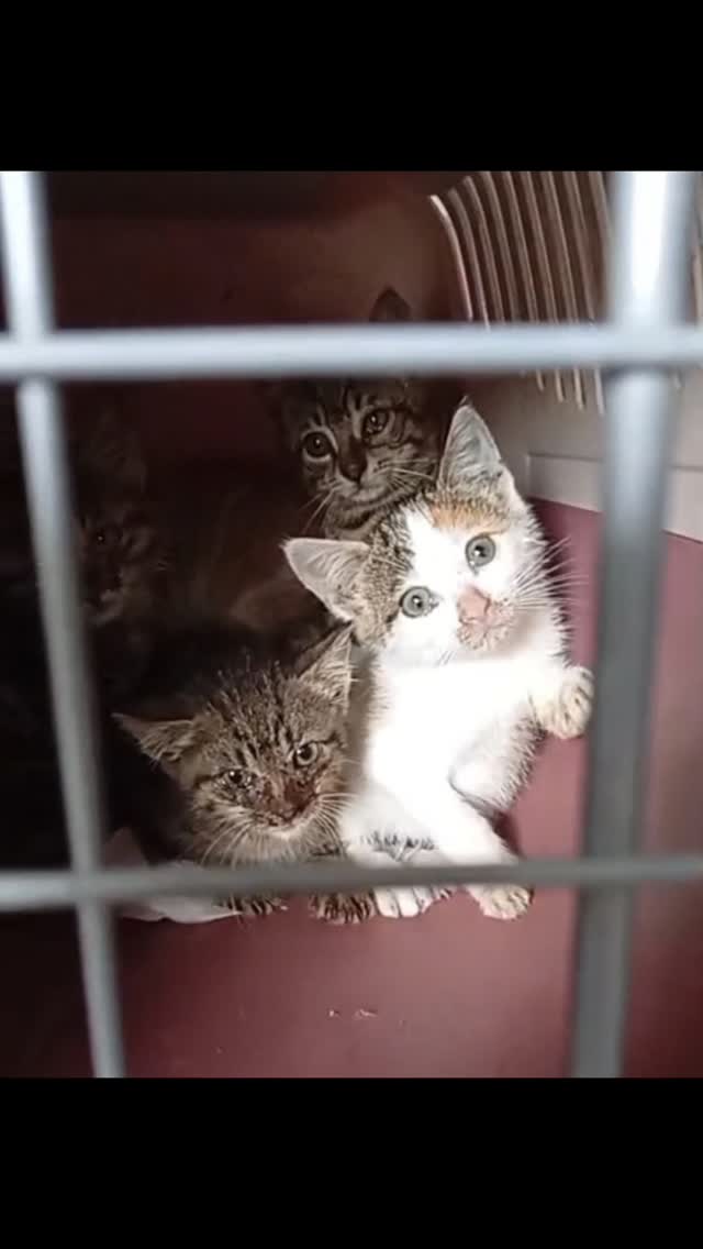 Warum wir aktuell so dringend auf Spenden angewiesen sind?
Weil die NotfĂ€lle nicht weniger werden â sondern mehr.
In den vergangenen Tagen haben uns einige Meldungen ĂŒber kranke und unkastrierte Katzen auf Skopelos erreicht. Und leider mĂŒssen wir inzwischen entscheiden: Wem können wir helfen? Und wem im Moment noch nicht?
Besonders belastend ist dabei, dass die Kosten der vergangenen Monate noch immer nicht vollstĂ€ndig gedeckt sind â gleichzeitig kommen nahezu tĂ€glich neue FĂ€lle hinzu.
Aktuell wurden im Bereich Agnontas fĂŒnf ausgesetzte Kitten gefunden. Sie werden zunĂ€chst in tierĂ€rztliche Obhut gebracht.
Nun stehen wir vor der nÀchsten Herausforderung: Die Kitten brauchen einen sicheren Platz und weitere Versorgung. Doch jeder zusÀtzliche Tag beim Tierarzt verursacht Kosten, die wir derzeit kaum noch stemmen können.
Gleichzeitig wurden uns mehrere Katzen aus dem Bereich Skopelos Town gemeldet, die medizinische Hilfe benötigen. Einige sind offensichtlich krank, andere verletzt, wieder andere unkastriert und damit Teil eines Problems, das sich ohne Hilfe immer weiter verschÀrfen wird.
Und dann sind da noch Katzen, die wir betreuen mit Problemen wie die der Augenverletzung von Mavraki:
Der kleine Kater wurde in den vergangenen Wochen tierĂ€rztlich versorgt. Heute wurde die Nickhaut wieder geöffnet â mit der wunderbaren Nachricht, dass sein Auge gerettet werden konnte und vollstĂ€ndig verheilen wird. đ«¶
Solche Geschichten freuen uns unglaublich.
Aber jede einzelne Behandlung kostet Geld.
Kastrationen kosten Geld.
Medikamente kosten Geld.
Tierarztaufenthalte kosten Geld.
NotfÀlle kosten Geld.
Und genau deshalb brauchen wir jetzt Eure UnterstĂŒtzung.
Jeder Euro hilft uns dabei, Katzen nicht abweisen zu mĂŒssen, wenn sie Hilfe brauchen.
PayPal:
info@stray-animal-care.de
Bankverbindung:
stray ANIMAL care e.V.
GENO BANK ESSEN eG
IBAN: DE17 3606 0488 0116 3215 00
BIC: GENODEM1GBE
Wir wissen, dass die Zeiten fĂŒr viele nicht einfach sind. Aber wenn viele Menschen einen kleinen Beitrag leisten, können wir gemeinsam dafĂŒr sorgen, dass diese Tiere die Hilfe bekommen, die sie dringend brauchenđđđ
