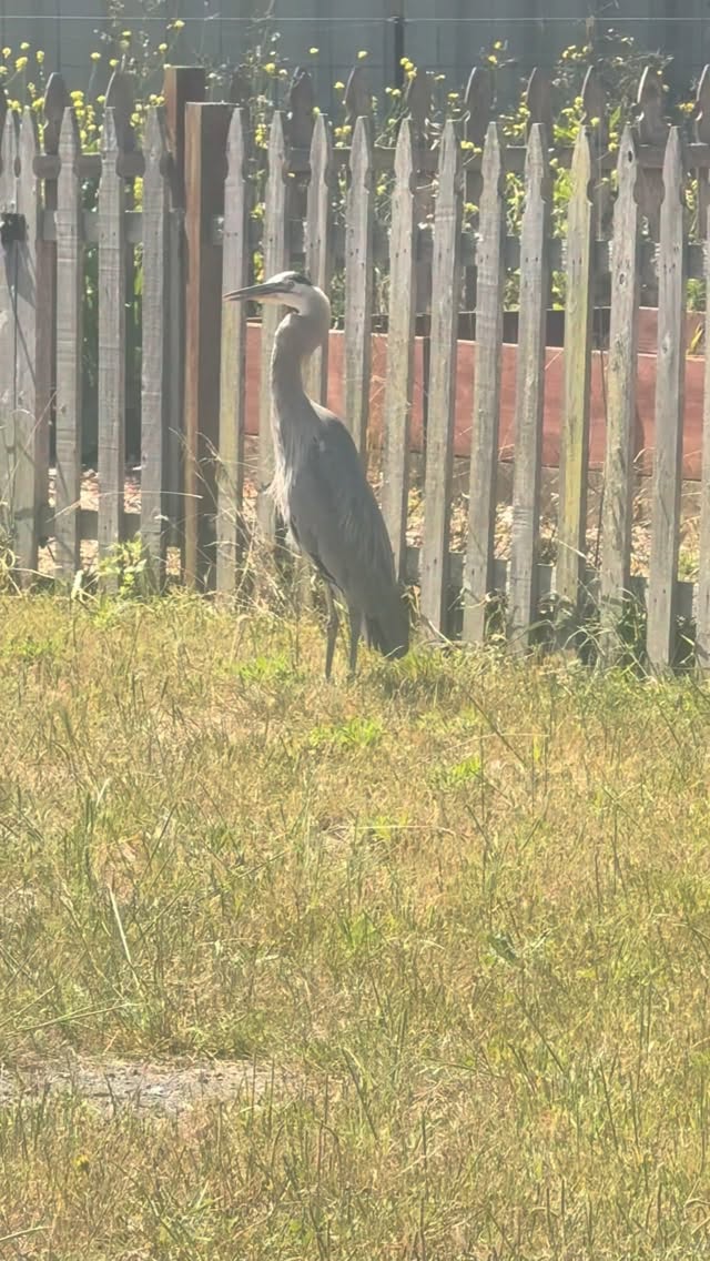 Look who turned up for lunch at Cielomar Moss Beach today. Aaron the Heron, or Erin the Heron or whatever spelling you like. Apparently having a great blue heron visit you means you are in the midst of transformation, hmm…exciting! #eatingdisorderrecovery