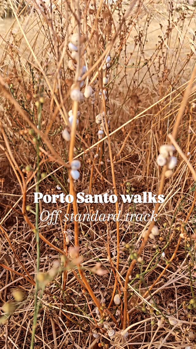 We have excellent sunset walk tracks!
Start in Kapetiskas bar, walk through the windmill area all to the other side of the island.
Bonus: if you are lucky, Madeira island will be visible ;).
#portosantoisland❤️ #howtoportosanto #portosantoisland #ilhadourada
