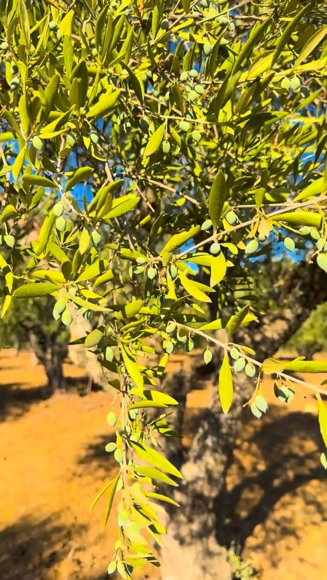 Liokastro 🫒💙🤍
Greek extra virgin olive oil from Methoni, Messinia.
#Liokastro #MethoneanTerra #GreekOliveOil #ExtraVirginOliveOil #oliveoillovers