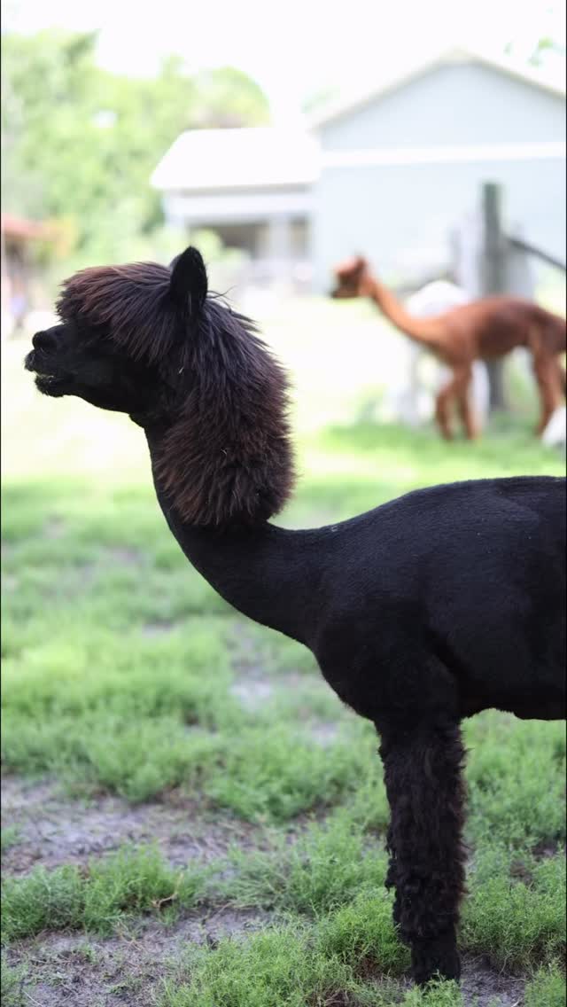 Business in the front & party in the back🖤🤘🏼 #alpaca #mullet