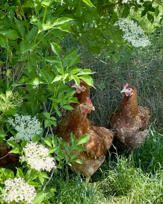 ☀️
Heute wollten wir „mal kurz“ ein Netz über das Hühnergehege spannen 😅
Selten so gelacht!
Fazit ☝️ Heute war Hühnertag 🤭
Bis auf ein paar Kleinigkeiten, die noch zu erledigen sind, ist das Ergebnis aber schon mal top 👍
🐓 Wir sind happy!
Beste Grüße aus dem sonnigen Selztal,
🐓 die bunte Hühnerschar 🤗
#hühner #glücklichehühner #tieremachenglücklich #begegnungshof