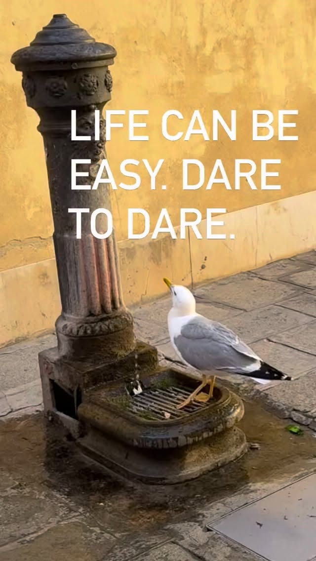 Seagull in Venice. Very smart and daring 😂🩷