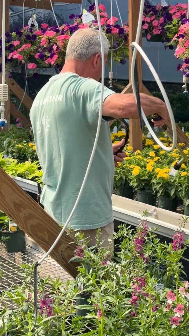 Jeff, the Head Gardener, tending to greenhouses. Keeping our annuals (& Fall mums) happy, healthy, and growing strong. Every bloom starts with a little care. Stop by and see what’s thriving. 🌸🌱
#familyownedandoperated
#203local
#newcannanct
#bestofnorwalk
#darienct