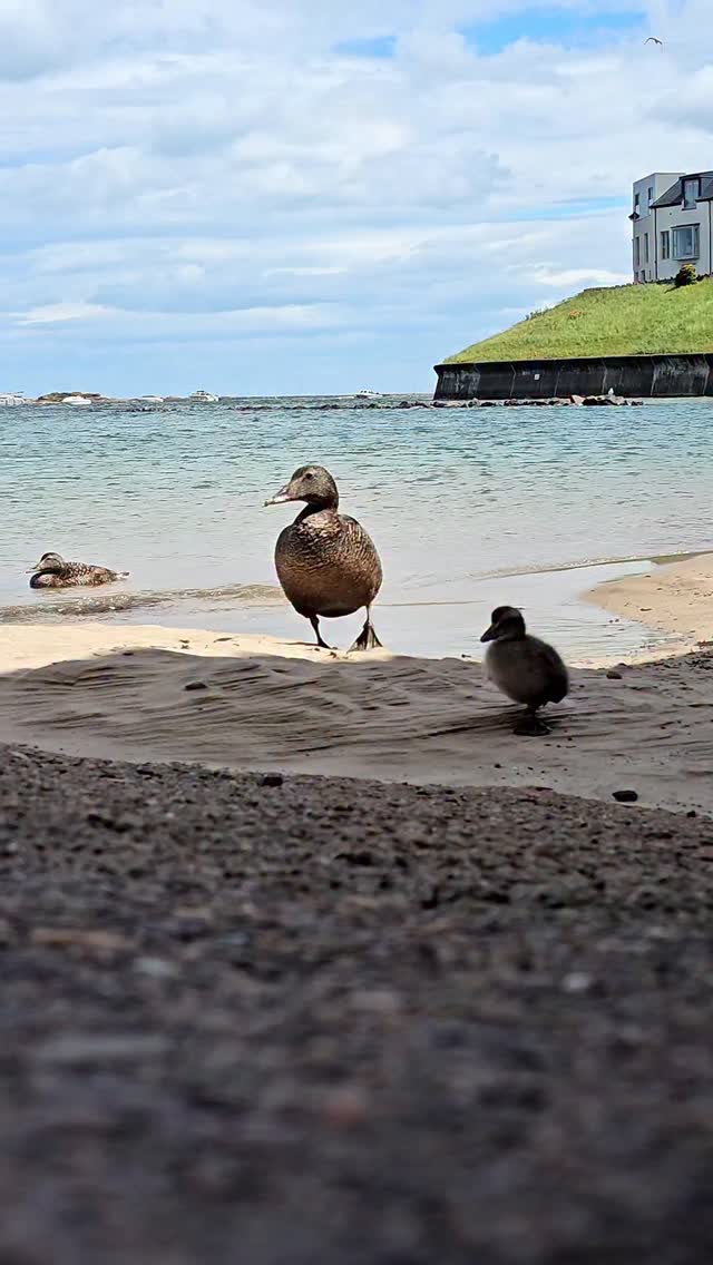 Tough start to the week?
Do yourself a favour, turn the volume up and start to relax to the gorgeous sound of Eider Ducklings.
Hope you all have a good week
#naturegram #natureinspires #noticenature #naturalstressrelief #bekindwatchbirds