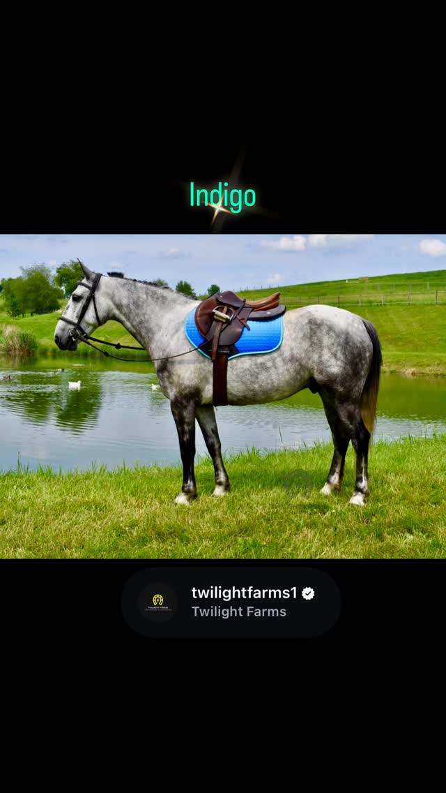⨠From Western Saddles to English Tack â¨
You know them as trail horses, driving horses, and trick-trained partners... but today weâre showing a different side of Indigo, Jasper, and Denver.
After pulling my breeches out of retirement, I wanted to showcase just how versatile these horses really are.
đ´ Indigo tackling his very first jump.â¨đ´ Jasper showing the movement, balance, and presence that could make him an exceptional dressage prospect.â¨đ´ Denver looking absolutely stunning under English tack and demonstrating the qualities dressage riders look for.
Versatility is more than doing one thing wellâitâs having the foundation, mindset, and athletic ability to succeed in multiple disciplines. These horses have spent their careers proving exactly that.
Which horse catches your eye? đ
PM us for more info
#twilightfarms #dressageprospect #englishriding #horseforsale #friesiancross