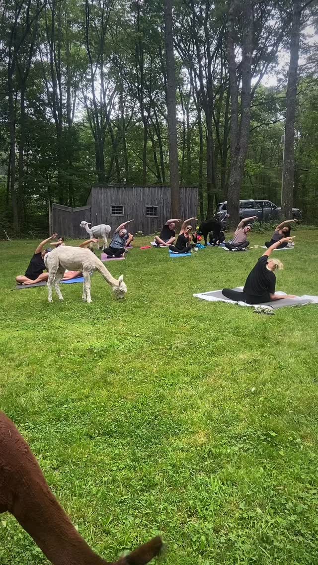 Alpaca yoga in real life 🦙🧘♀️
This is what Sunday, June 28 at 6pm looks like at Lulu’s Barn on Westport Island. All levels, ages 12+, no experience needed.
$30, pre-registration only. Link in bio to book: lulusbarn.com
#westportisland #midcoastmaine #maineyoga #thingstodoinmaine #alpacayoga
Westport Island, Boothbay Harbor, Wiscasset.
@yoga_withabi