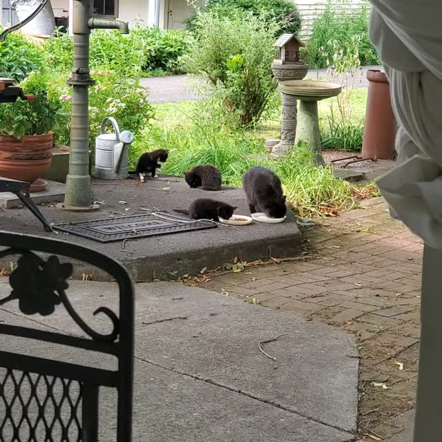 Enjoying our new little family 😽 before heading to the shop.
We are doing our best to introduce them to humans so a few lucky families may have a new kitten. Fingers 🤞