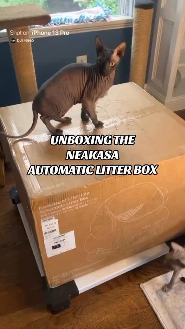 Something arrived for the cattery 👀📦
Today’s project: unboxing the NeakasaM1 automatic litter box.
Initial reactions included supervising, box inspection, and immediate opinions before setup 😹
Full cat review coming after testing.
Curious? 🔗 in bio
@neakasa.tech
#neakasam1 #automaticlitterbox #donskoy #catreels #catsofınstagram