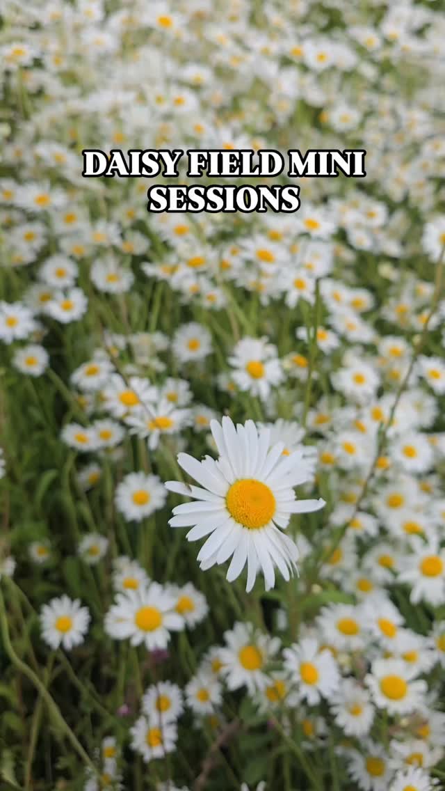 These mini sessions are perfect for:
🤍 Maternity
🤍 Mum & Children
🤍 Children
🤍 Couples
🤍 Families (up to 4 people)
The daisies are looking absolutely stunning right now, but they won't be around for much longer, so these sessions are available this week only.
✨ Option 1:
-3 professionally edited digital images – £90
✨ Option 2:
- 5 professionally edited digital images – £120
A beautiful opportunity to capture natural, timeless portraits surrounded by dreamy white daisies before they disappear for another year. 🌼
📍Swindon
📩 Message me to book your session before all spaces are gone
Veronica Socha Photography