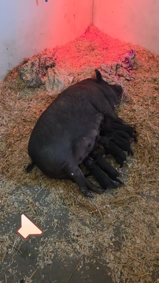 Did you know that momma pigs sing to their babies while they nurse? Geez Louise and her 6 babies are doing well. Momma still needs daily medicine due to her surgery, but she is feeling better every day.
The doctor says her birth canal was likely too narrow to deliver.... so we are so glad that she was able to get prompt surgery! This would not have been an issue if she, and many others, had not been bred in her previous "rescue" home.
We were able to cover about 75% of her bill. If you'd like to donate to Geez Louise, her babies, or the other 59 others from Operation Squeal City you can donate below.
🐷 Donate bit.ly/supportPSR
🐽 Venmo @pigsburghsquealers
🐽 Zelle Pigsburghsquealers
🐽 PayPal (fee) paypal.me/pigsburghsquealers
🐽 CashApp $PigsburghSquealers
🐽 Mail a check bit.ly/supportPSR
#animalrescue #animalsanctuary #piglets #oink #minipig