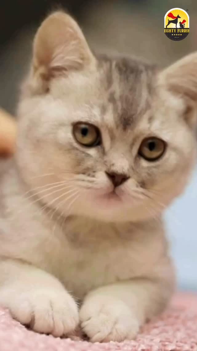 Cats may be independent, but they still need the right care, attention, and routine to stay healthy and happy. 🐱💙
A few simple habits can make a big difference in your cat’s overall well-being:
🐾 Keep fresh water available at all times
🍽️ Feed a balanced, age-appropriate diet
🧸 Encourage playtime and mental stimulation
🛏️ Provide a clean, comfortable resting space
🚽 Maintain litter box hygiene
❤️ Schedule regular health check-ups
Remember, cats are masters at hiding discomfort, so paying attention to changes in their behaviour, eating habits, grooming routine, or energy levels is extremely important.
A little daily care goes a long way in ensuring your feline friend enjoys a healthy, active, and happy life. ✨🐱
Because every purr, cuddle, and playful zoomie starts with good care. 💙
🐾
📍 Mighty Furries – Premium Pet Store & Grooming Center
📞 089284 84878
#MightyFurries #CatCare #CatCareTips #CatParents #HealthyCats