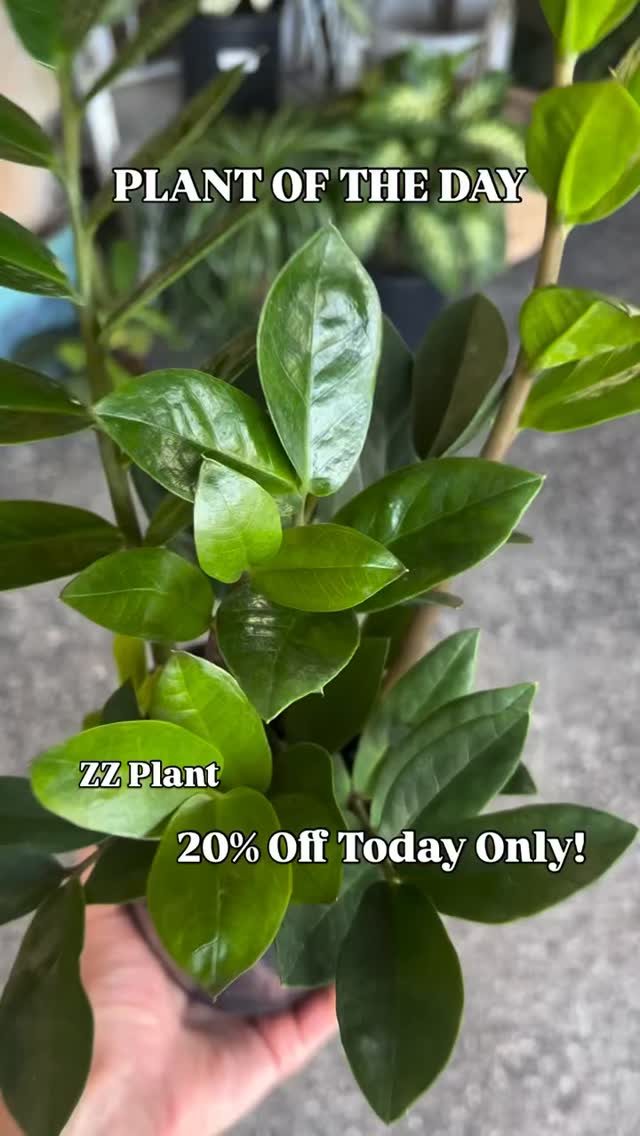 PLANT OF THE DAY!
Today’s plant is the ZZ Plant and it’s 20% off today only! Open 10-6pm
The ZZ plant tolerates low light but enjoys medium to bright indirect light. Water every 3-4 weeks when the soil is completely dry.
#nebraskaplantshop #grandislandnebraska #tropicalhouseplants #plantoftheday