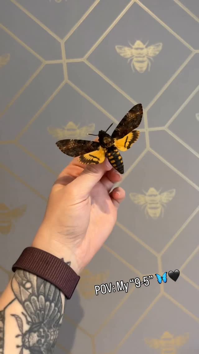 How blessed I am to do this everyday 🖤
You can purchase on the website anytime 🦋
#Lepidoptera #MothLove #ButterflyVibes #naturePOV entomologyforsale