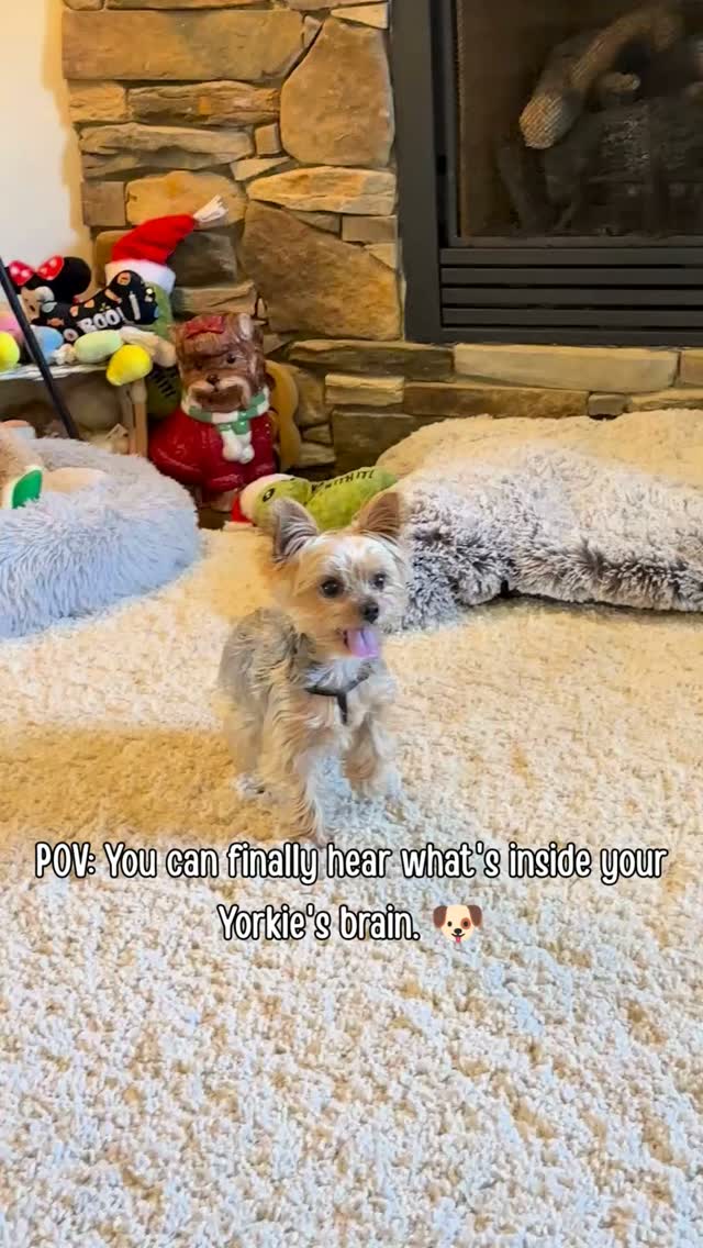 Does anyone else feel like Yorkies are just tiny babies... forever? 😂❤️
The baby sounds in this video made me laugh because I swear that's exactly what I imagine is going on inside Joshua's little brain all day.
Just endless happy chatter... until he suddenly remembers he needs a snack, a cuddle, or wants to supervise everything I'm doing. 🤣🐶
Now it's your turn...
If your Yorkie could talk for one minute, what would they say? Drop your funniest answer below! 😂👇