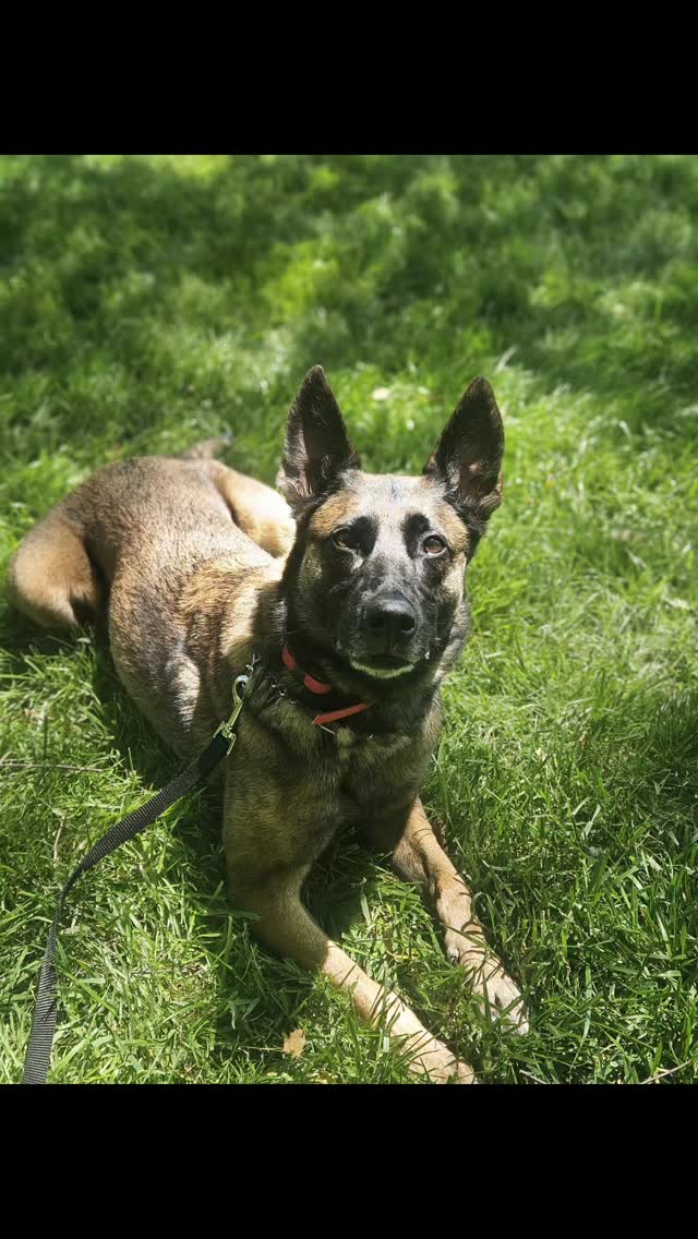 Meet Giza! 🐾
Not long ago, a simple walk was overwhelming for Giza. Passing vehicles would trigger intense lunging and reactivity, making walks stressful and unsafe. In one frightening incident, she slipped loose and nearly got hit by a car.
Through consistent private in-home lessons, Giza and her owner learned the skills needed to safely navigate the world together. By focusing on clear communication, structure, and building engagement, Giza gained the confidence and self-control she was missing.
Today, Giza is thriving on her walks! 🚶♀️🐕 She can calmly pass vehicles, stay focused on her handler, and enjoy the freedom that comes with understanding expectations.
Training isn't just about obedience—it's about safety, confidence, and giving dogs the ability to successfully live in our human world. We're so proud of Giza and all the hard work she and her owner have put in to getting here.
#BalancedTraining #PrivateLessons #ReactiveDog #614columbus #ohiodogtrainer