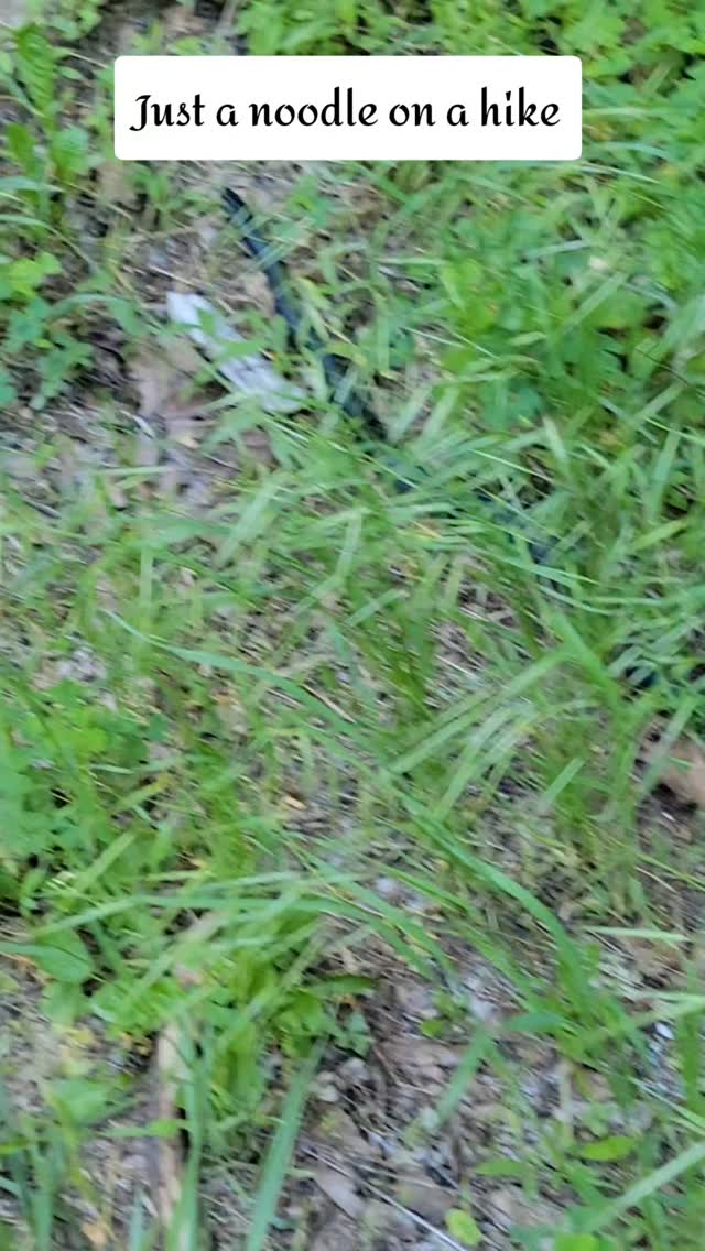 Spotted him on our hike recently.
#hike #nature #snake #pennsylvania