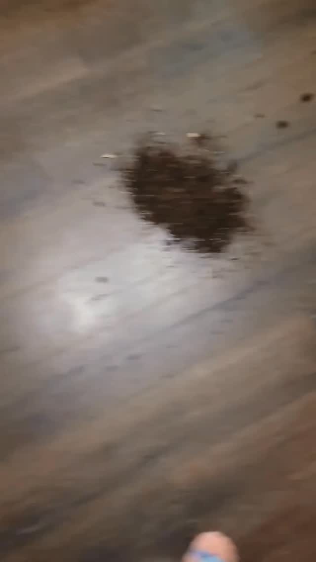 Love the spot clean for messes. Per usual I over did the mess 😂😂
Limited time prime deal:
https://amzn.to/4vZ50Y4
#sharkvaccum #spot clean #amazonfind #amazondeals #amazonprimeday
