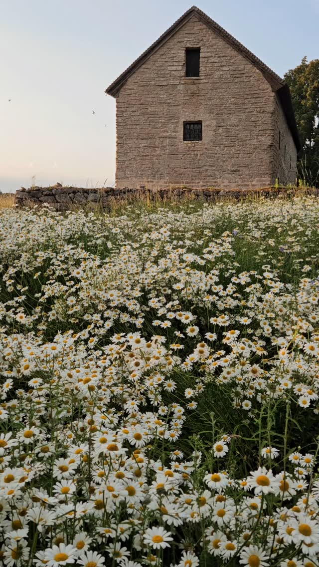 Junikvällar i Östergötland ändå 💛